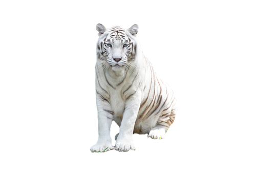 tigris_276.png