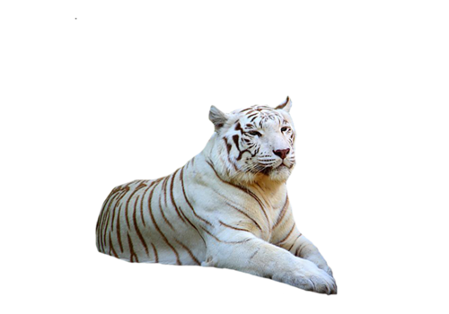 tigris_277.png