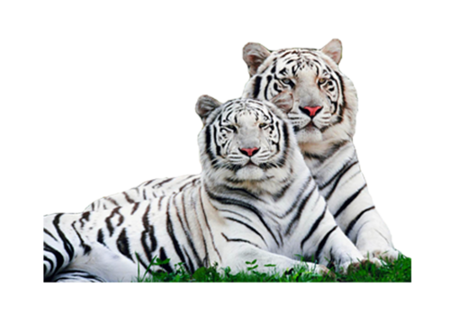tigris_278.png