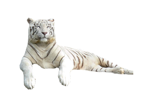 tigris_279.png