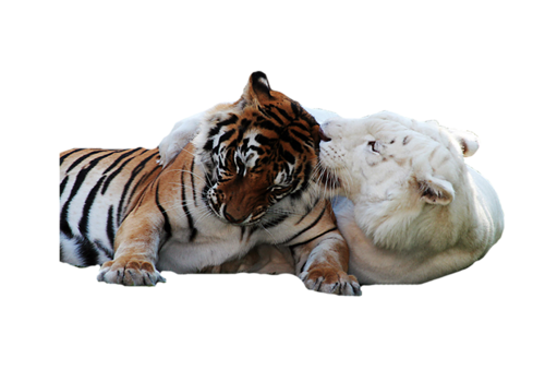 tigris_280.png