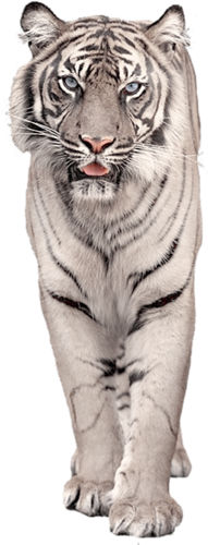 tigris_281.png