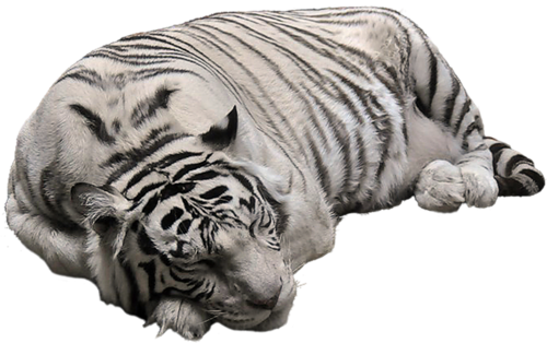 tigris_282.png