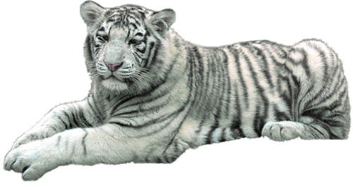 tigris_283.png