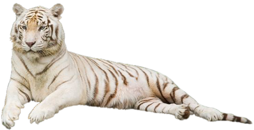 tigris_284.png