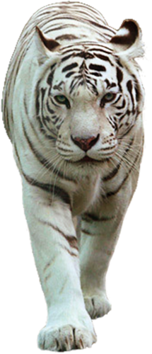 tigris_287.png