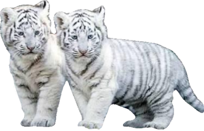 tigris_29.png