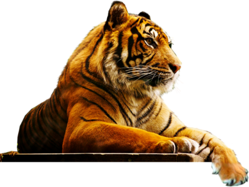 tigris_292.png
