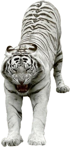 tigris_294.png
