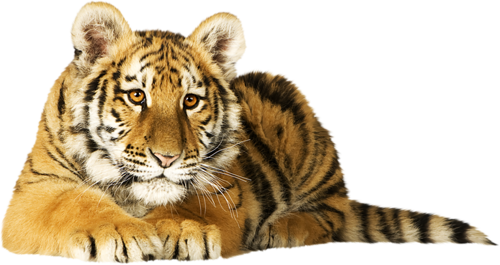 tigris_295.png