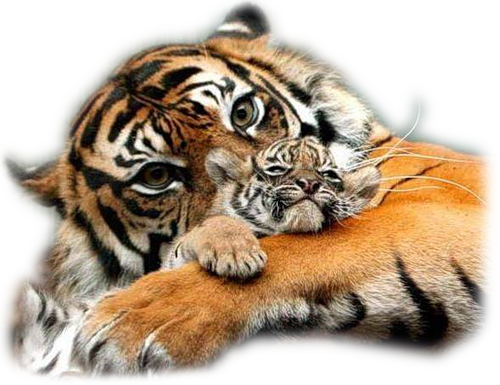 tigris_299.png