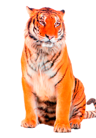 tigris_30.png