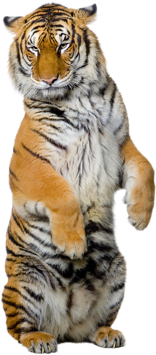 tigris_302.png