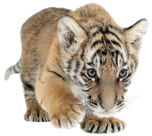 tigris_309.png