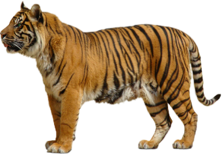 tigris_31.png