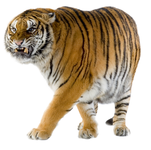 tigris_311.png