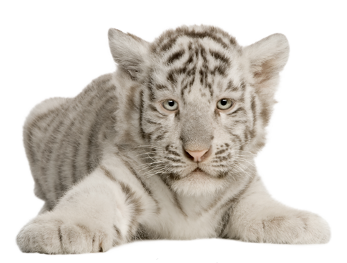 tigris_312.png
