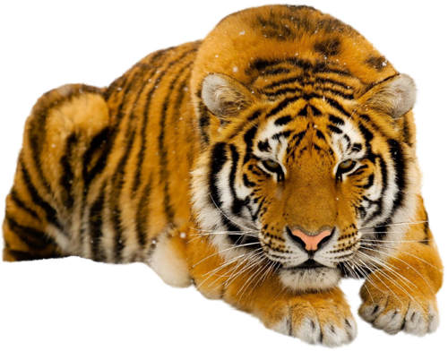tigris_313.png