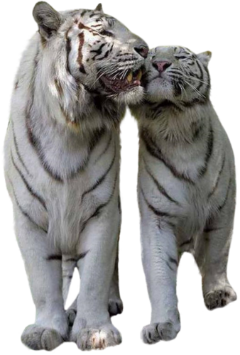 tigris_318.png