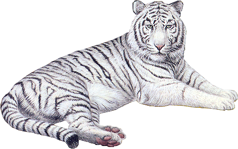 tigris_326.png