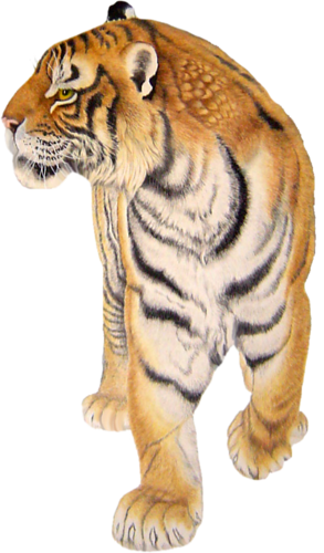 tigris_328.png