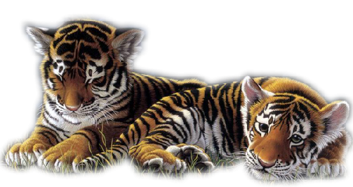 tigris_330.png