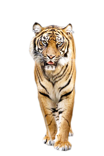 tigris_331.png