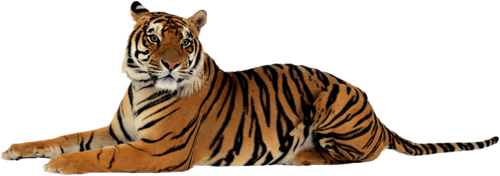 tigris_332.png