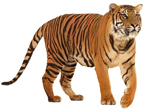tigris_333.gif
