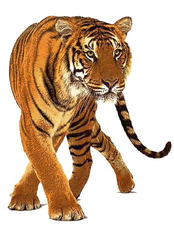 tigris_335.png