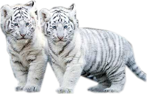 tigris_336.png