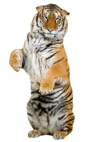 tigris_339.png