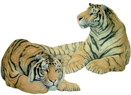 tigris_34.png