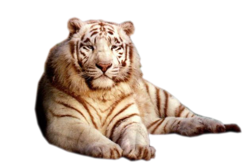 tigris_340.png