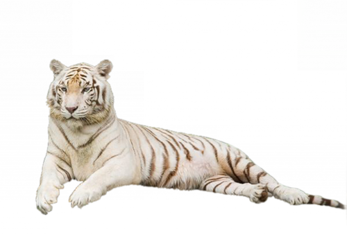 tigris_341.png