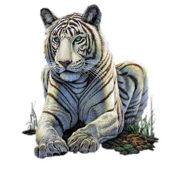 tigris_342.png