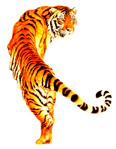 tigris_347.png