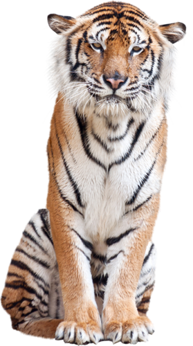 tigris_349.png