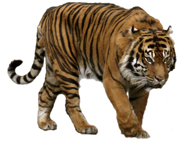 tigris_35.png