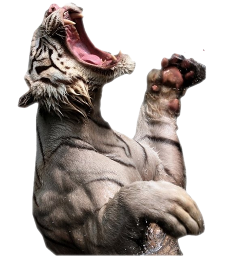 tigris_351.png