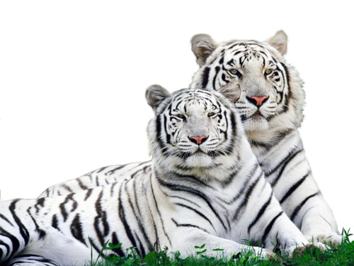 tigris_353.png