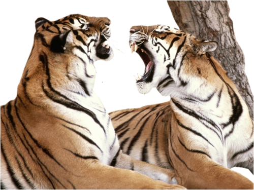 tigris_354.png