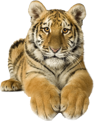 tigris_356.png