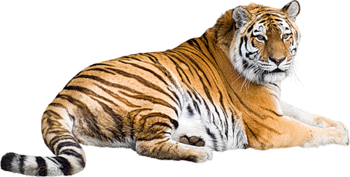 tigris_357.png