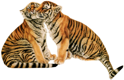 tigris_359.png