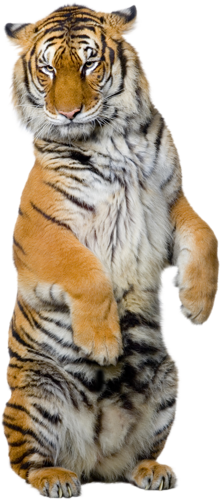 tigris_36.png