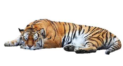tigris_361.png