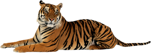 tigris_362.png