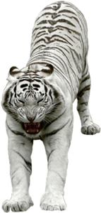 tigris_37.png