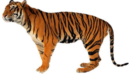 tigris_38.png